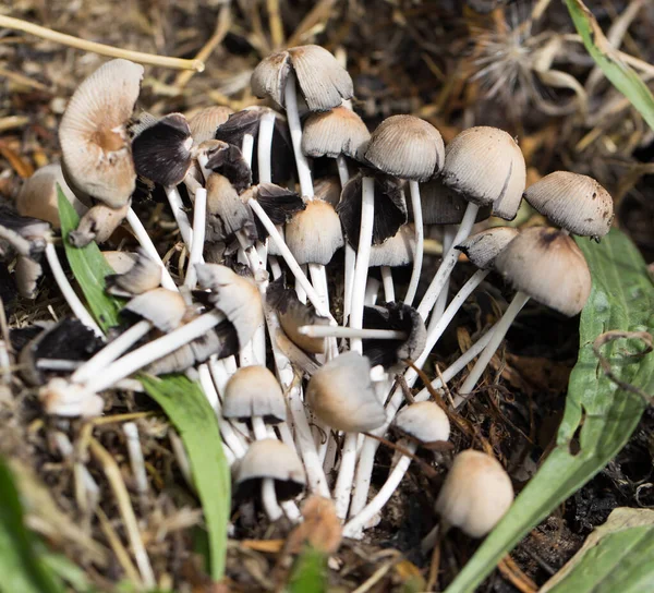 Funghi Non Commestibili Natura Nel Parco Nella Natura — Foto Stock