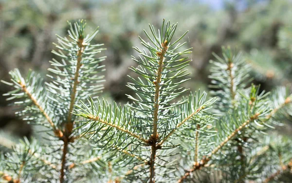 Doğadaki Dallı Mavi Noel Ağacı Doğadaki Parkta — Stok fotoğraf