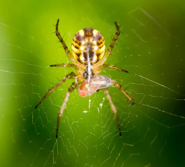 Spider on green nature . In the park in nature — Stock Image Spider Green Nature Park Nature Royalty Free Stock Photos