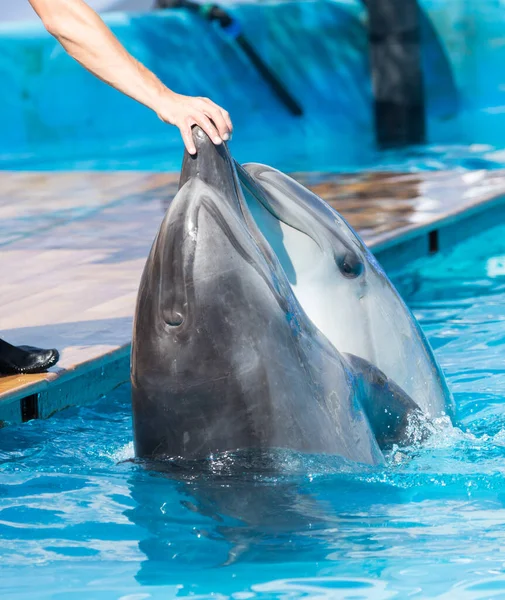 Two Dolphins Pool Park Nature Stock Image