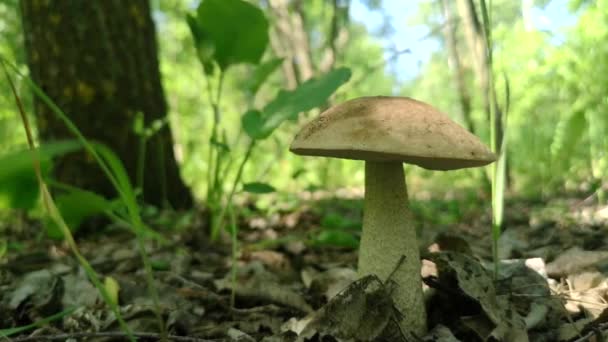 Funghi commestibili crescono nella foresta — Video Stock