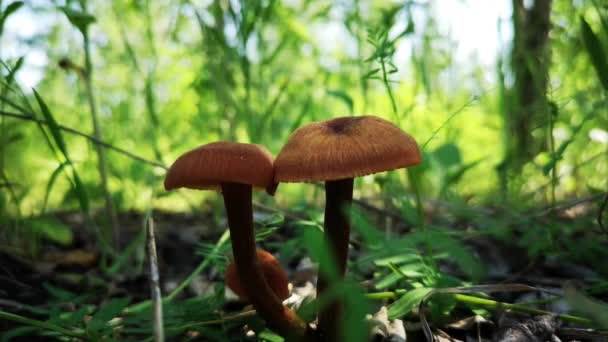 Seta comestible crece en el bosque — Vídeo de stock