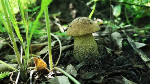 Edible mushroom grows in the forest — Stock Video