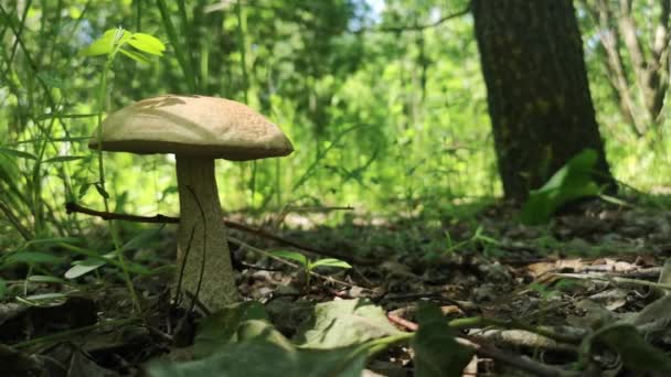 В лесу растет съедобный гриб — стоковое видео