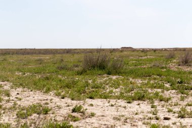 Kazakistan 'ın bozkırlarında bahar .