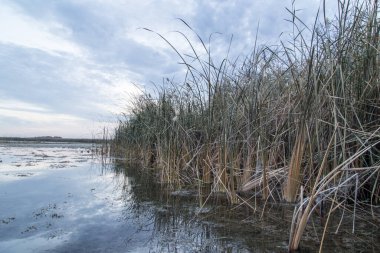 Güneş doğarken gölde sazlıklar. Doğadaki parkta.