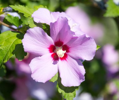 Doğadaki güzel pembe çiçek. Doğadaki parkta.