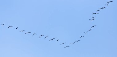Mavi gökyüzünde güneye uçan bir kuş sürüsü. .