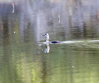 Göldeki yaban ördeği. Doğadaki parkta.