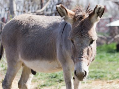 Doğada parktaki bir eşeğin portresi .