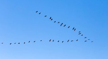 Mavi gökyüzünde güneye uçan bir kuş sürüsü. .