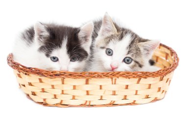 Beyaz arka planda sepette iki kedi yavrusu. .