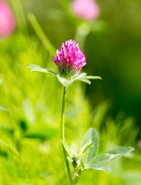Doğada kırmızı yonca çiçeği. Doğadaki parkta.