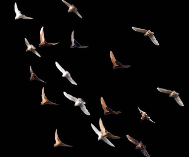 Siyah bir zemin üzerinde güvercin sürüsü .