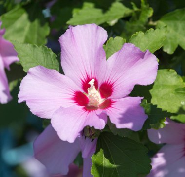 Doğadaki güzel pembe çiçek. Doğadaki parkta.