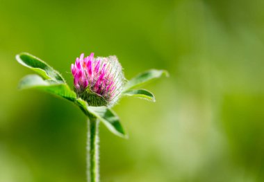 Doğada kırmızı yonca çiçeği. Doğadaki parkta.