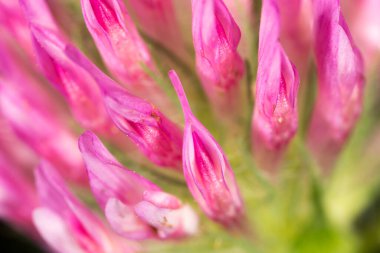 Doğada kırmızı yonca çiçeği. Doğadaki parkta.