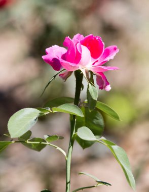Doğada yükseldi. Doğadaki parkta.