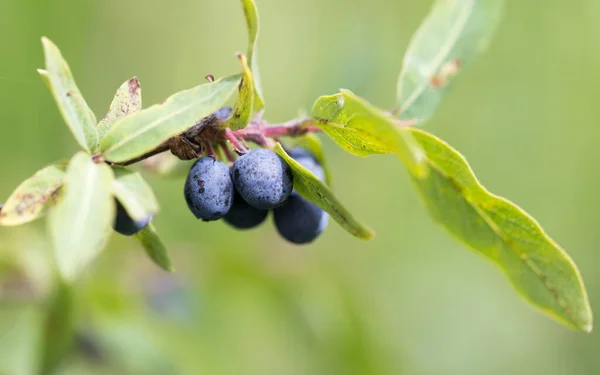 Blauwe Bes Natuur Het Park Natuur — Stockfoto