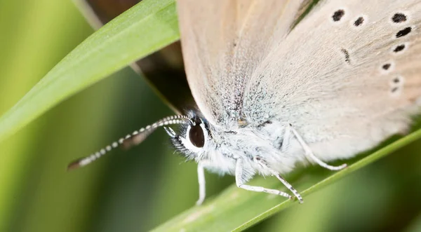 Papillon Dans Nature Macro Dans Parc Dans Nature — Photo