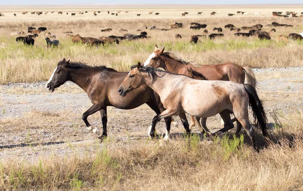 砂漠の牧草地にいる馬は — ストック写真