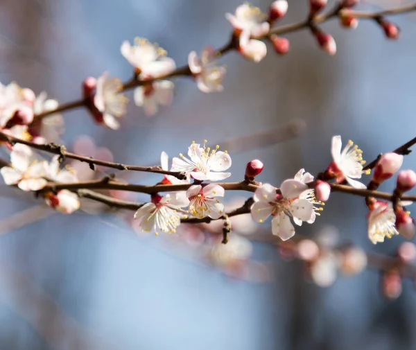 Blommor Trädet Mot Den Blå Himlen — Stockfoto