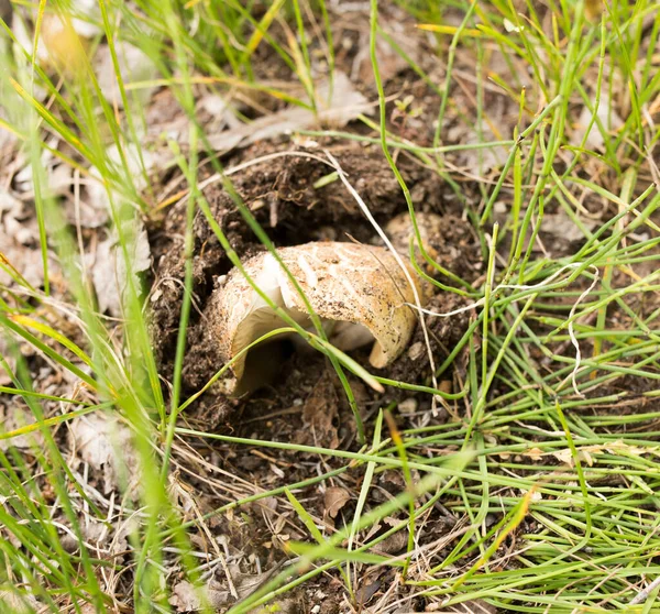 수있는 버섯입니다 그대로 공원에서 — 스톡 사진