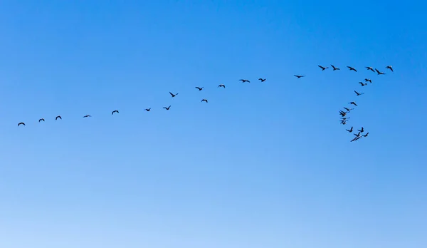 Flock Birds Flying South Blue Sky — Stock Photo, Image