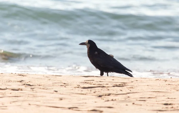 Corvo Preto Areia Parque Natureza — Fotografia de Stock