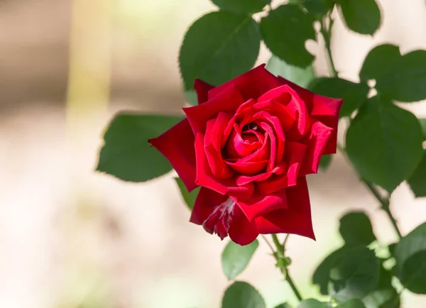 红玫瑰本质上是玫瑰 在大自然的公园里 — 图库照片