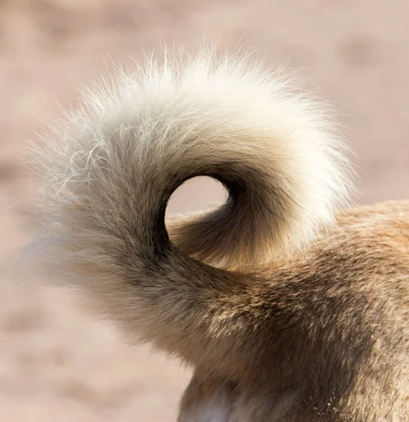 Dog Tail Nature Park Nature — Stock Photo, Image