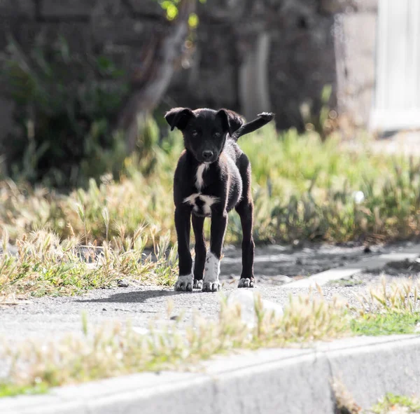 Schwarzer Hund Auf Der Straße Park Der Natur — Stockfoto