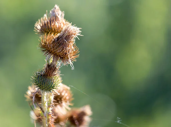 在自然界里多刺的植物 在大自然的公园里 — 图库照片