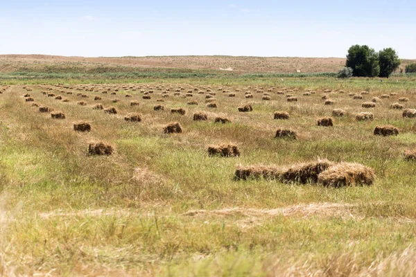 Bales Straw Field Nature — Stock Photo, Image