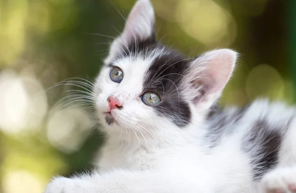 Beautiful Small Kitten Nature Парке Природе — стоковое фото