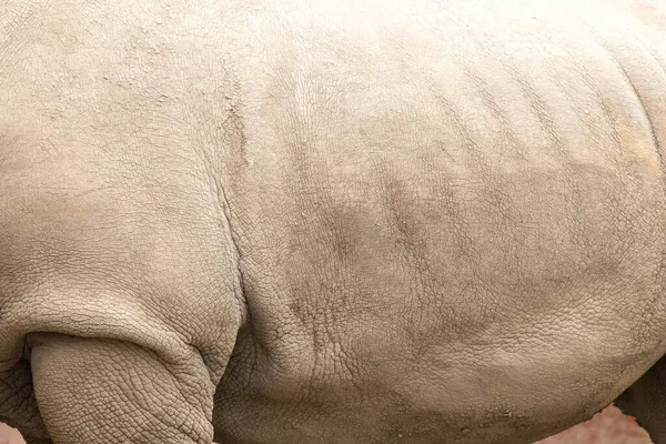 Peau Rhinocéros Comme Fond Dans Parc Dans Nature — Photo