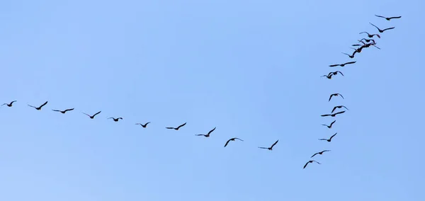 Ένα Σμήνος Πουλιών Που Πετούν Νότια Στον Γαλάζιο Ουρανό — Φωτογραφία Αρχείου