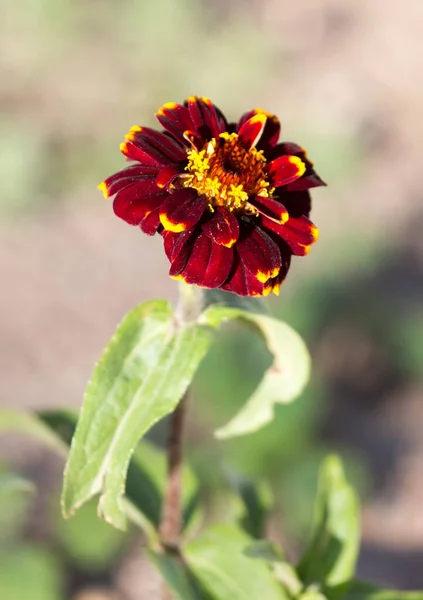 Hermosa Flor Roja Naturaleza Parque Naturaleza —  Fotos de Stock