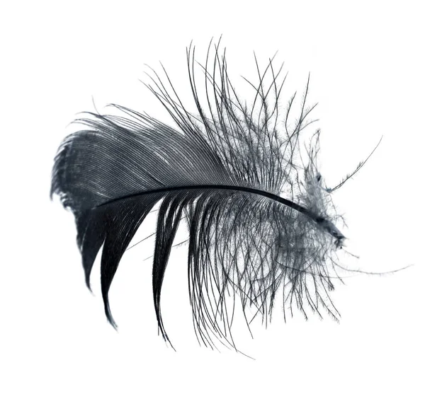 Black Feather White Background Photos Studio — Stock Photo, Image