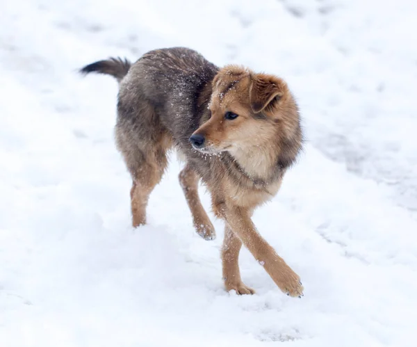 Cane Che Corre All Aperto Inverno Nel Parco Nella Natura — Foto Stock