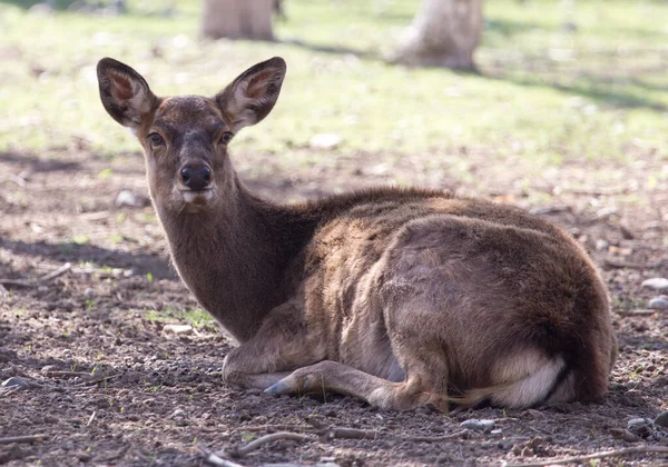 Young Female Deer Park Nature — Stock Photo, Image