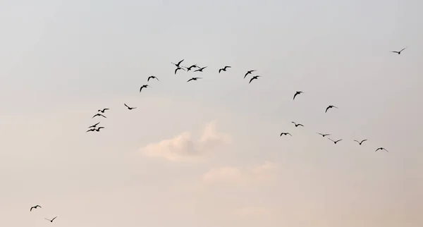 Eine Schar Möwen Himmel Bei Sonnenuntergang — Stockfoto