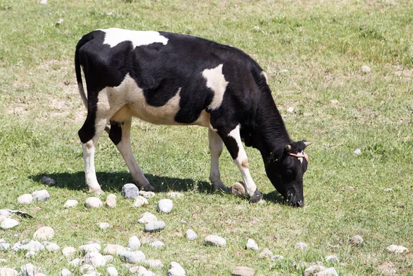 Vache Dans Pâturage Dans Nature Dans Parc Dans Nature — Photo