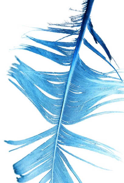 Blue Feather White Background Photos Studio — Stock Photo, Image