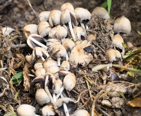 Funghi Non Commestibili Natura Nel Parco Nella Natura — Foto Stock