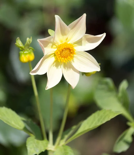 Красивый Желтый Цветок Природе Парке Природе — стоковое фото