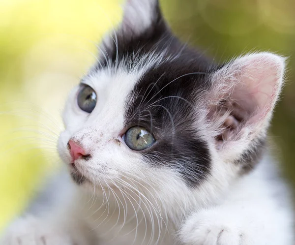 Beautiful Small Kitten Nature Парке Природе — стоковое фото