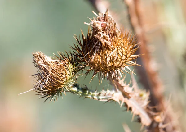 Pianta Spinosa Natura Nel Parco Nella Natura — Foto Stock