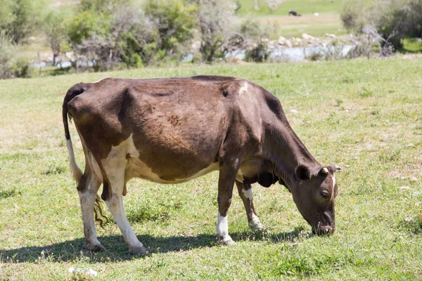 Kráva Pastvinách Přírodě Parku Přírodě — Stock fotografie