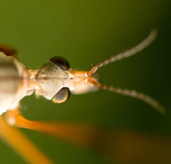 Комары Природе Macro Парке Природе — стоковое фото